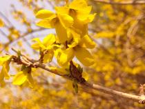 墨河公园的迎春花