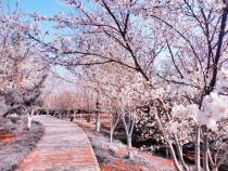 胜利山公园的樱花(配诗)