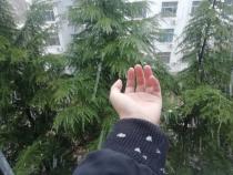 新荷诗社:校园阵雪